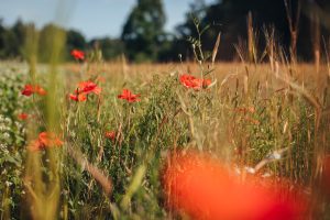 Bloeiende akker met graanhalmen en rode klaprozen, zonlicht dat door het veld valt en een zachte achtergrond van groen en goud.