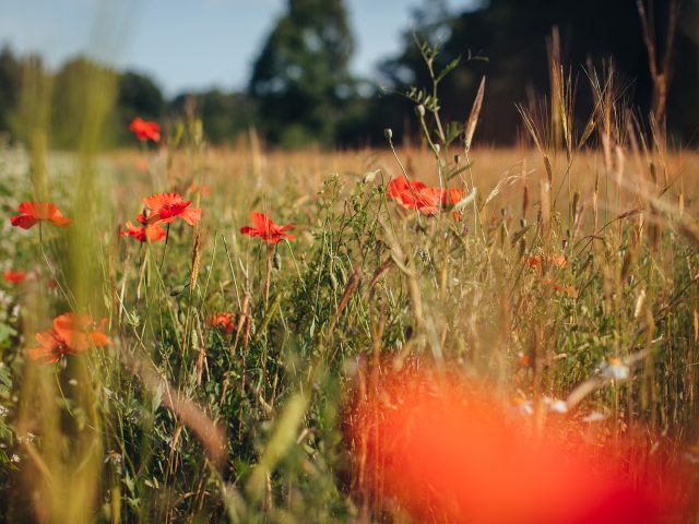 Wat een rijkdom, zo’n akker vol leven