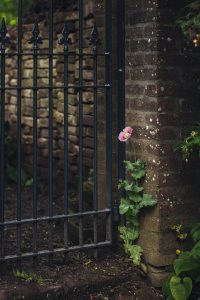 Roze klaproos groeit eenzaam naast een zwart metalen hek bij een bakstenen muur.