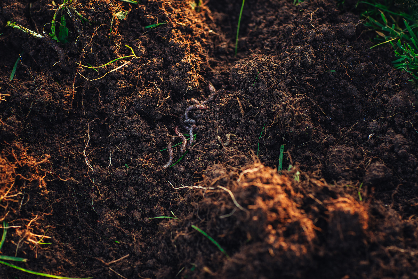 Detailfoto van vochtige, losse aarde met zichtbare regenwormen en fijne wortels die door de grond lopen. Een gedetailleerde blik op bodemleven, biodiversiteit en vruchtbare grond.