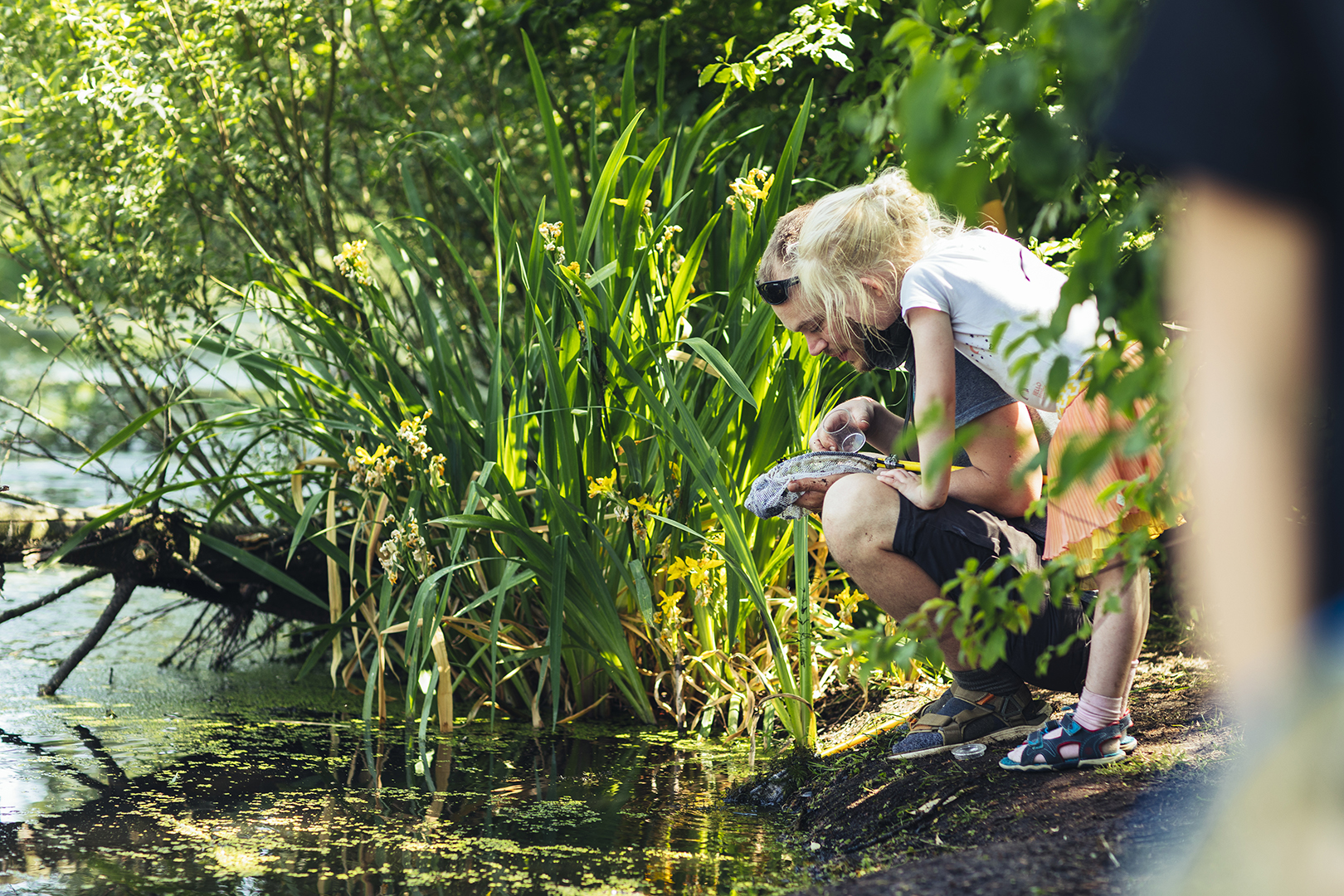 Vader en dochter hurken samen aan de waterkant tussen riet en gele lis, terwijl ze nieuwsgierig in een schepnetje met slootdiertjes kijken. Een intiem moment van natuurbeleving en buiten ontdekken.