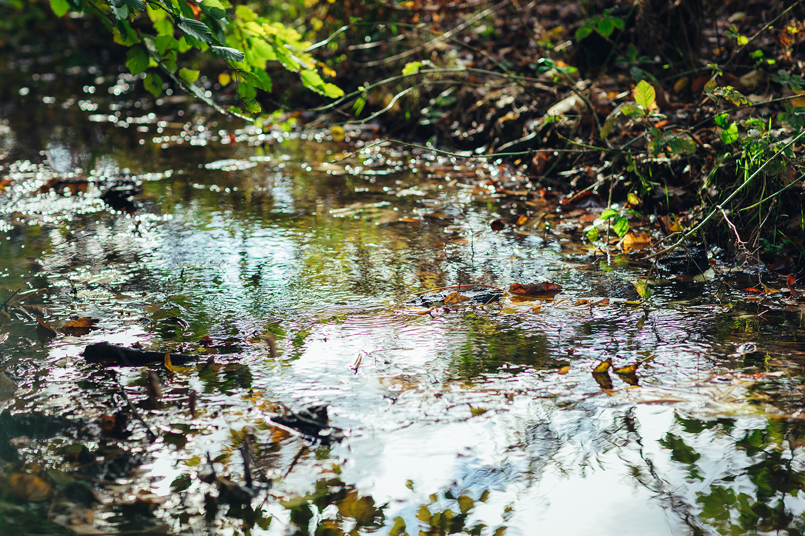 Een bosbeekje met kabbelend water, omringd door bladeren, takken en frisgroen langs de oever. Het licht weerkaatst in het wateroppervlak en vangt subtiele reflecties van de bomen en lucht. Een rustgevend natuurbeeld van stromend water, reflectie en buiten zijn in het bos.