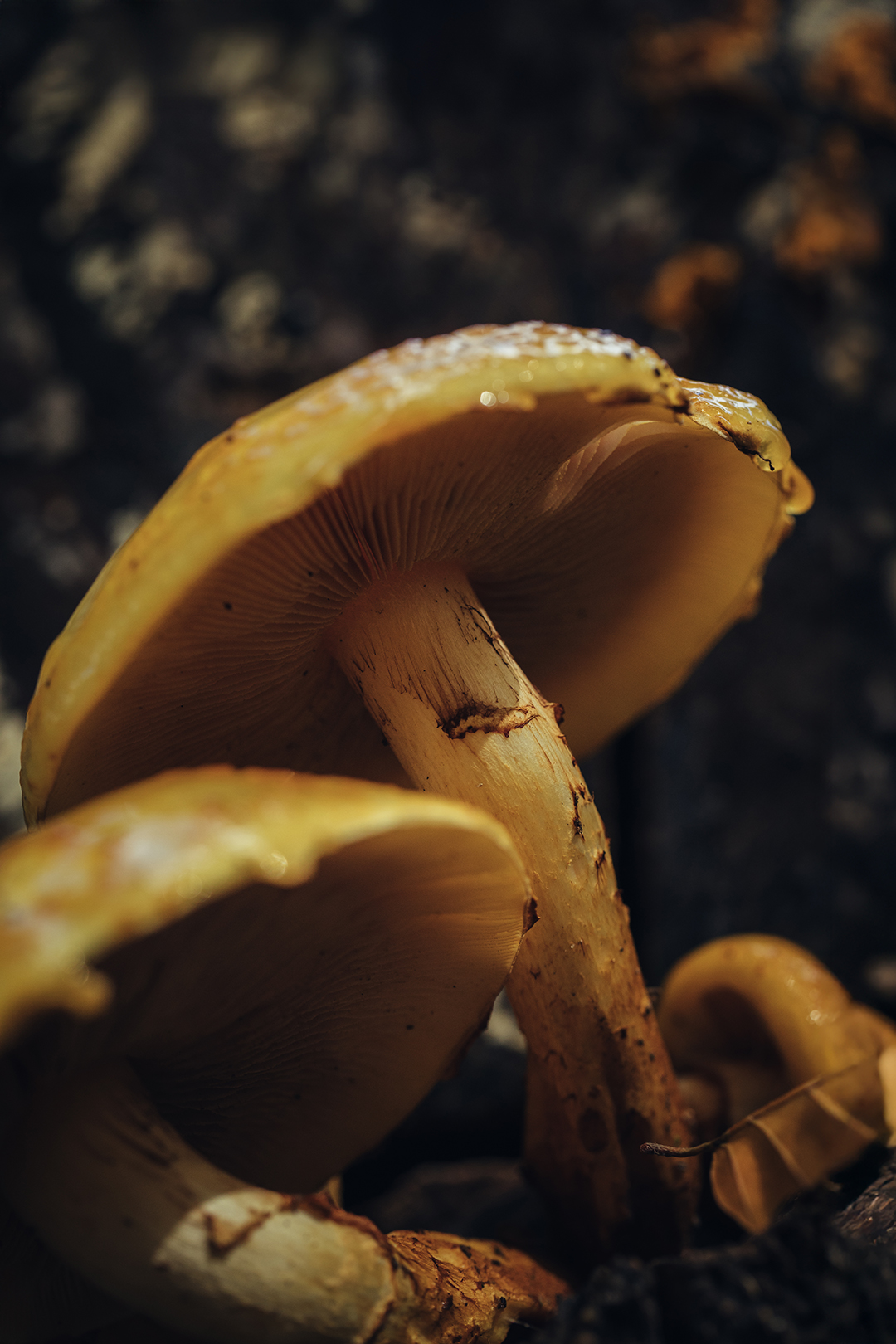 Macrofoto van paddenstoelen (goudvliesbundelzwam) in het bos, met warme gouden tinten en zichtbare lamellen onder de hoed. Een close-up uit de natuur die biodiversiteit, detail en de schoonheid van het kleine laat zien.