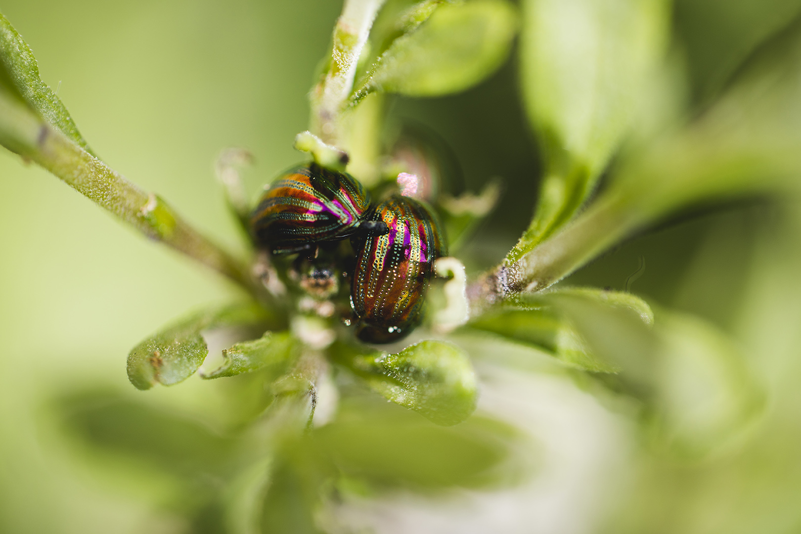 Macrofoto van een kleurrijke kever (het rozemarijngoudhaantje) op een groene plant, met metallic strepen en fijne details zichtbaar. Een close-up uit de natuur die verwondering en biodiversiteit laat zien.