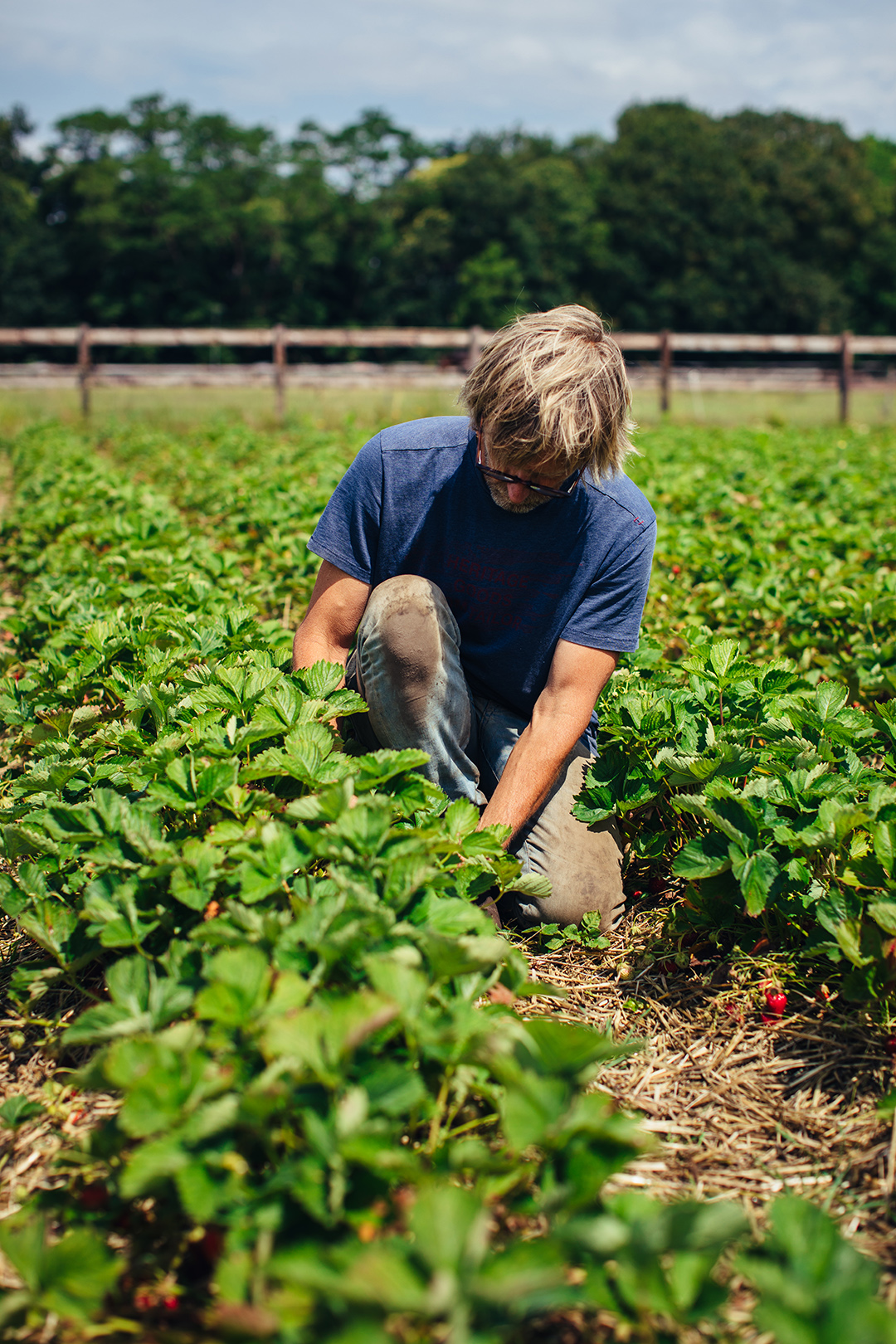 Tuinder knielt in een zonnig aardbeienveld en plukt rijpe aardbeien met de hand, omringd door groen blad en een landelijke achtergrond. Een moment van aandacht, ambacht en werken in de natuur.