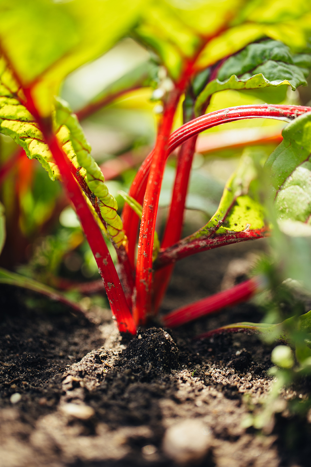 Close-up van een jonge snijbiet in de moestuin, met stevige rode stelen en frisgroen blad dat oplicht in het zonlicht. Een levendig beeld van groeien en oogsten, lokaal voedsel en werken met de seizoenen in de natuur.