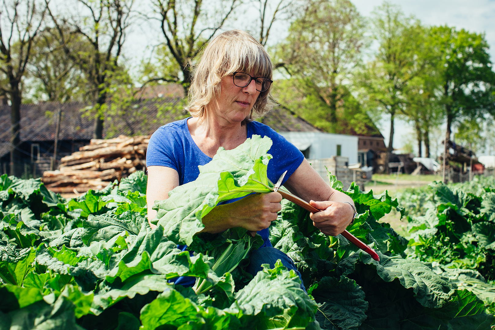 Tuinder Gabrielle van boerderij De Hoge Born in Wageningen oogst rabarber tussen de groene groentebedden. Met een mesje snijdt ze de bladeren van de roodgroene rabarberstelen, met de boerderij en bomen op de achtergrond.