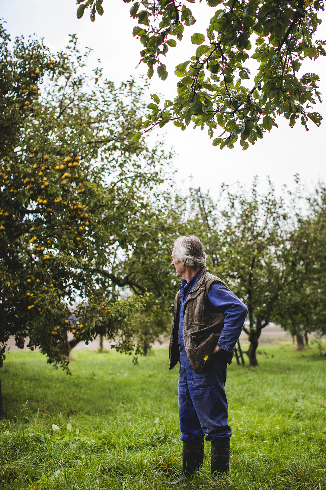 Fruitteler Otto Vloedgraven staat tussen het hoge gras in zijn boomgaard in Tiel en kijkt om naar de fruitbomen om zich heen. Boven hem hangen groene bladeren, terwijl op de achtergrond een weelderige boomgaard zichtbaar is.