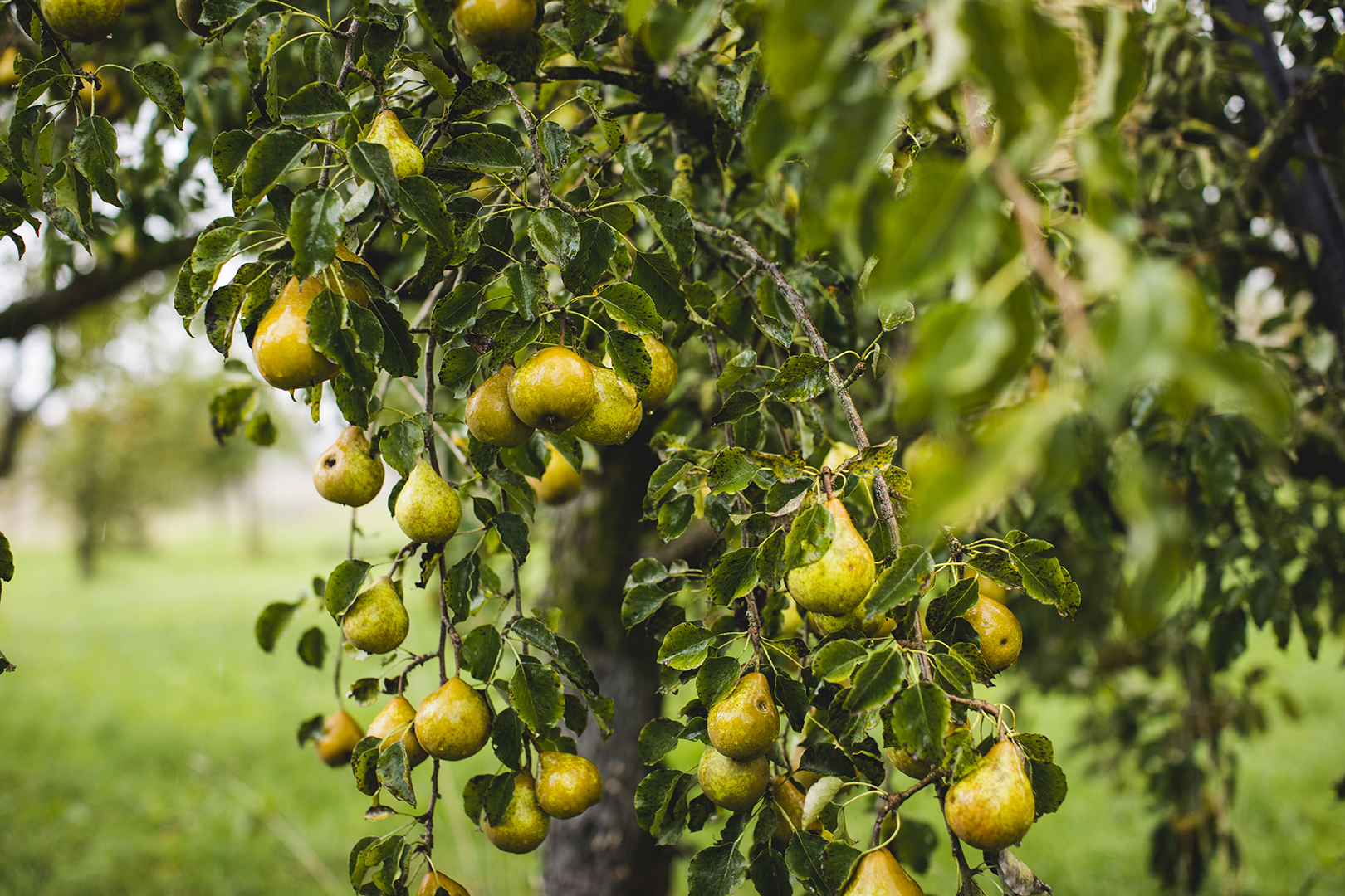 Een perenboom in de boomgaard van Otto Vloedgraven in Tiel hangt vol met kleine geelgroene peren. Door de vele regendruppels op de vruchten glanzen ze in het zachte licht, terwijl het groene bladerdek de achtergrond vormt.