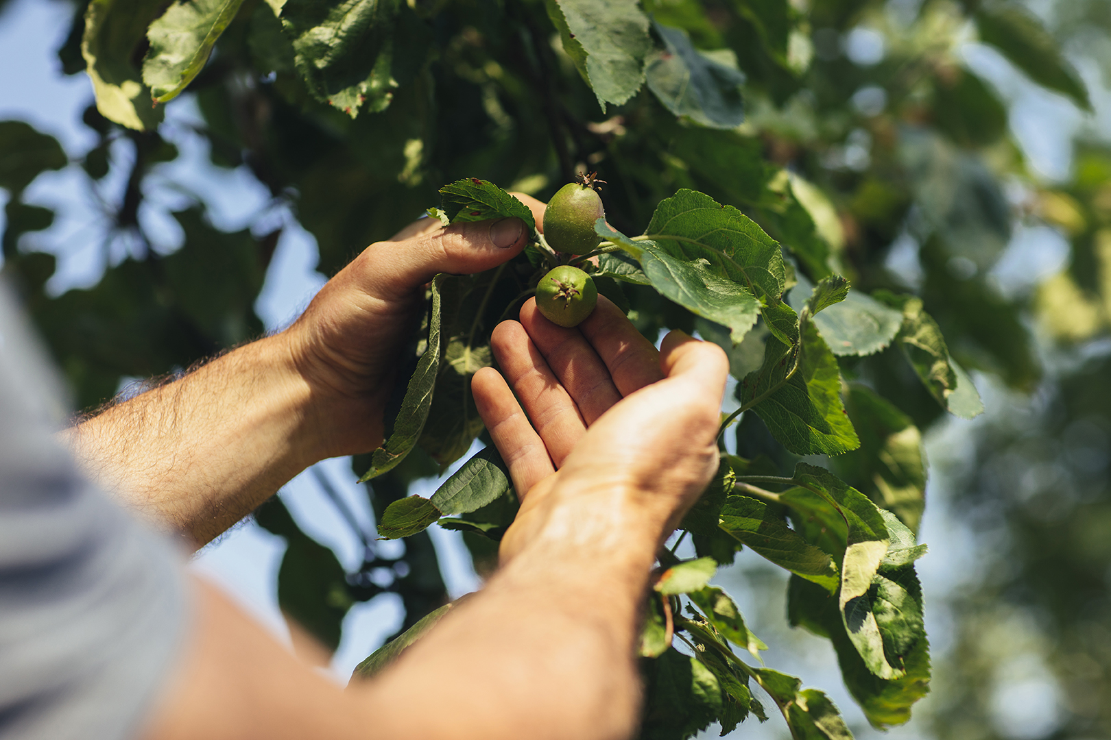 De hand van teler Rowan van Zalig Fruit Zoelen houdt voorzichtig een jonge groene vrucht aan een fruitboom vast. Tussen het frisse groene blad zijn meer kleine vruchten zichtbaar.