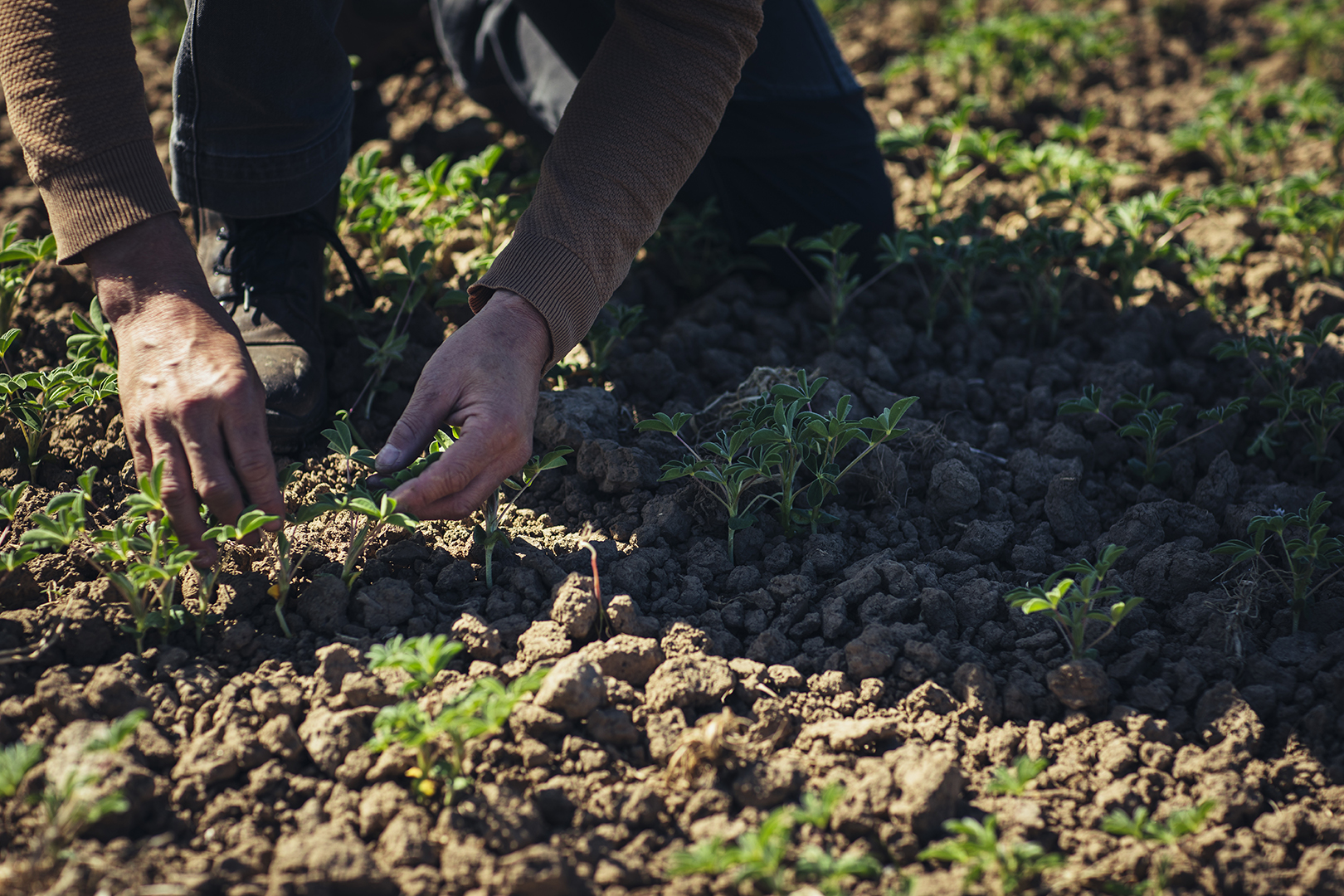 Twee handen van boer Andre planten jonge plantjes in de donkere aarde bij EkoBoerderij De Lingehof in Randwijk. De kleine groene planten staan in een vers bewerkt bed, met losse grond rondom de wortels.
