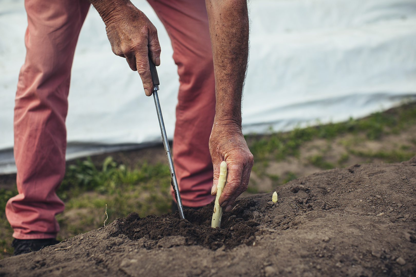 Van dichtbij is te zien hoe de handen van tuinder Han een witte asperge voorzichtig uit de donkere aarde steekt met een lang, smal oogstmes. Op de achtergrond zijn zijn benen en een rij aspergebedden zichtbaar. De foto is gemaakt bij een landbouwbedrijf in het buitengebied van Wageningen.