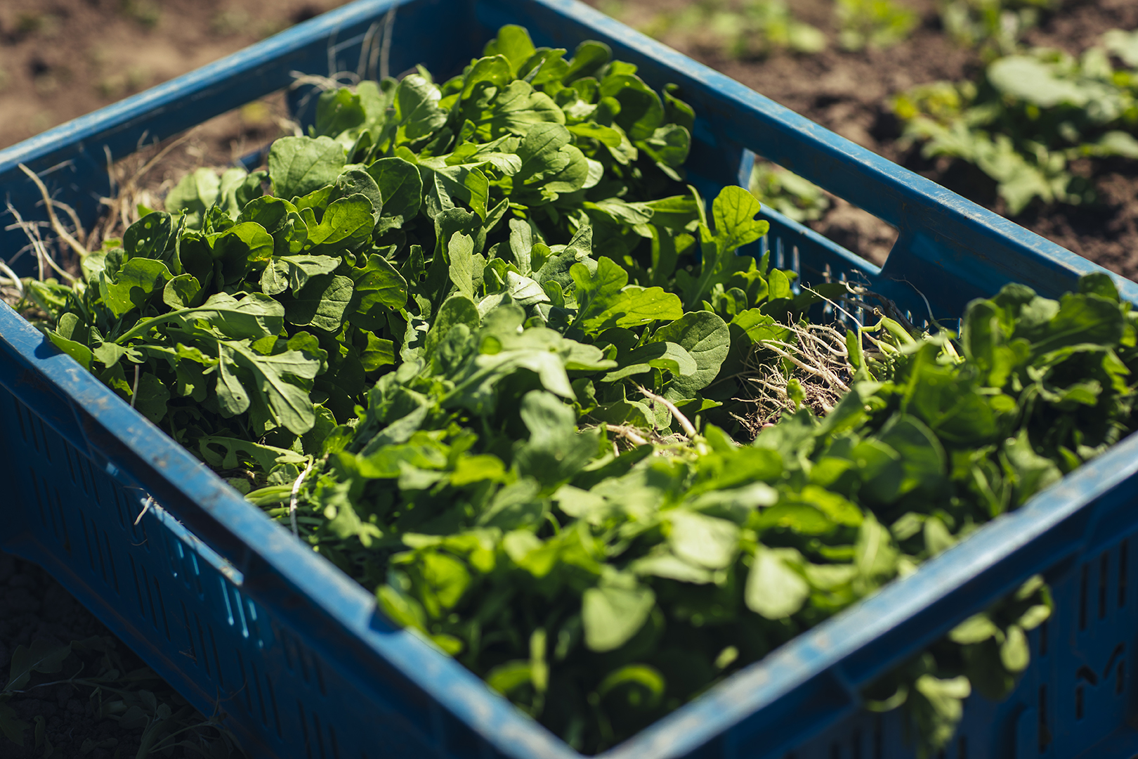 Een blauw krat is gevuld met vers geoogste, frisgroene rucola van tuinderij De Stroom in Randwijk. De blaadjes liggen dicht opeen en vangen het natuurlijke licht.