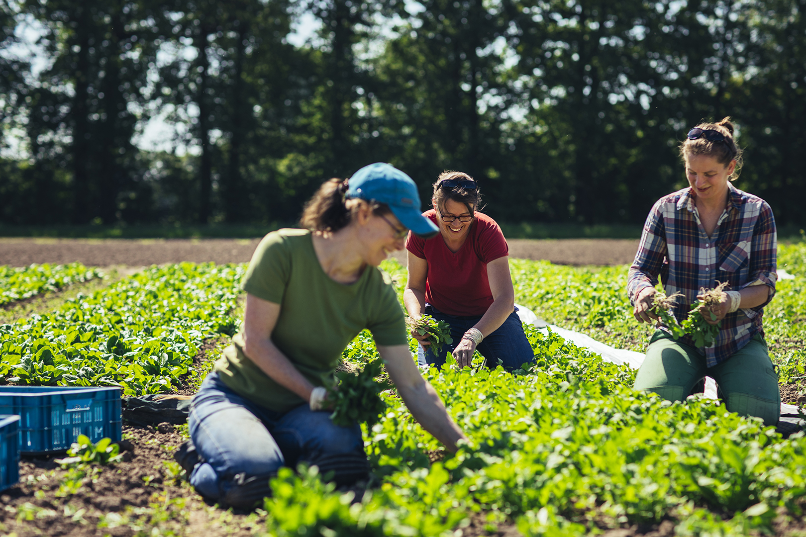 Tuinders Angelien, Linde en Welmoet van tuinderij De Stroom in Randwijk zitten samen tussen de groentebedden en zijn bezig met de oogst. Om hen heen staan kratten en groeien rijen met jonge, groene groenten.