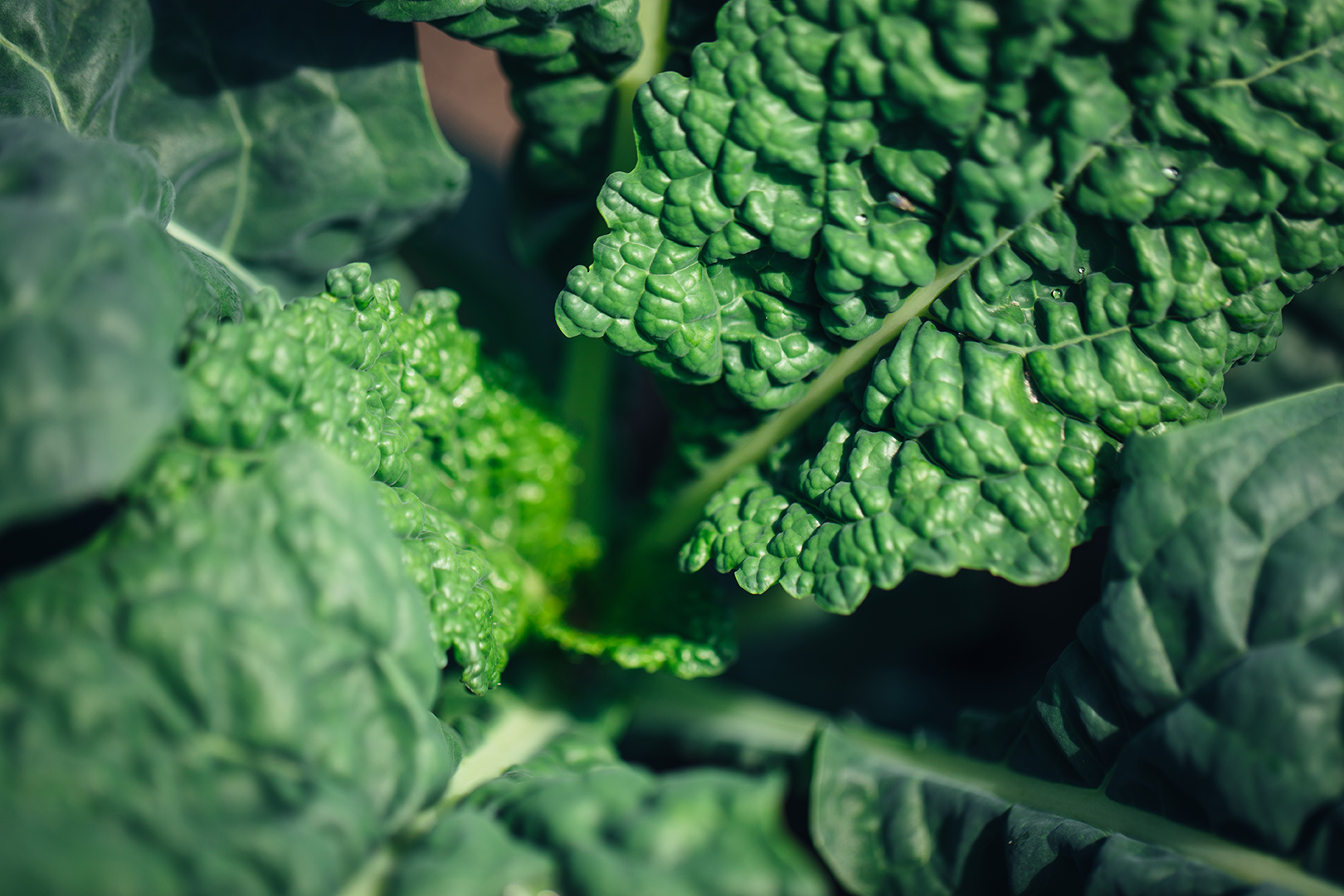 Een close-up van een grote savooiekool bij tuinderij De Nieuwe Ronde in Wageningen. De donkergroene, sterk gekrulde bladeren vormen een dicht patroon met opvallende nerven en plooien.