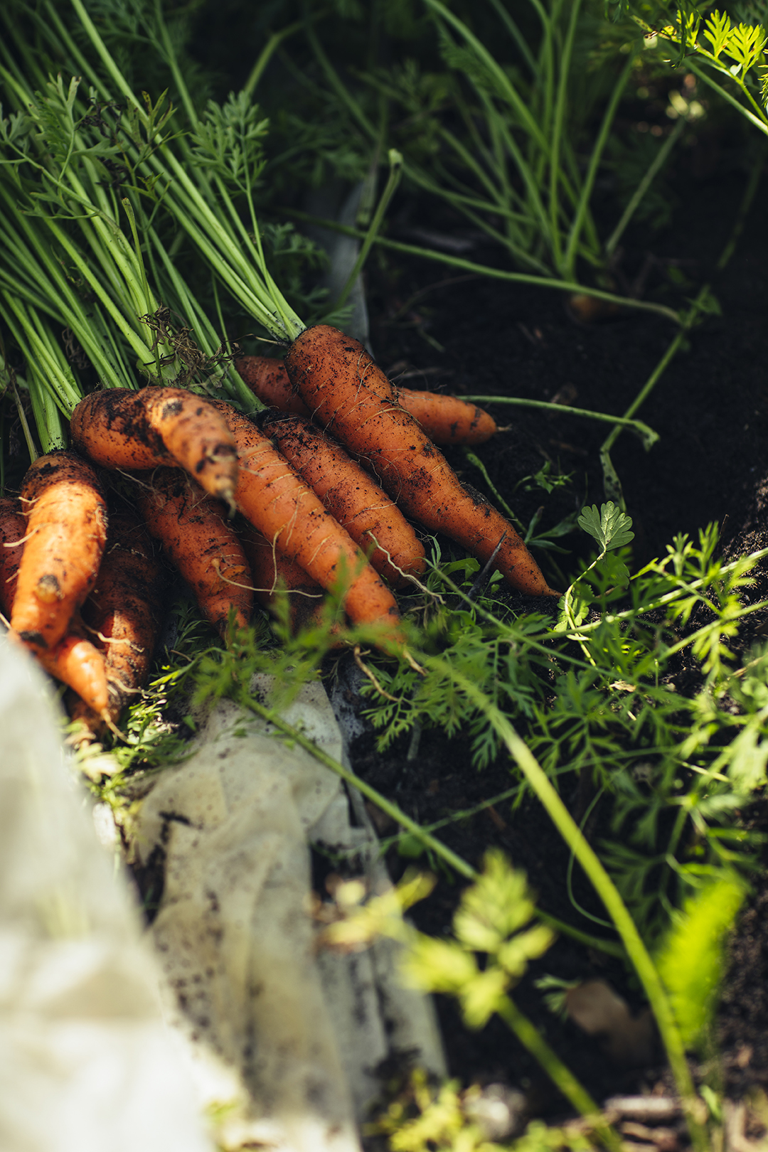 Een bos vers geoogste oranje wortelen ligt tussen het groene loof op de donkere aarde. De wortelen verschillen in grootte en vorm en zitten nog vol met aarde. De foto laat mooi zien hoe wortelen rechtstreeks van het land komen, bij tuinderij Lichtveen in Bennekom.
