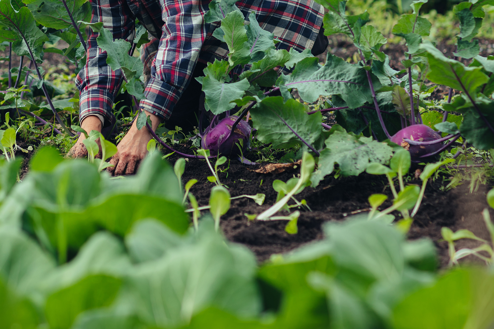 De handen van tuinder Esther oogsten paarse koolrabi tussen de dicht op elkaar groeiende groenten in De Ommuurde Tuin in Renkum. Tussen de grote groene bladeren zijn verschillende paarse koolrabi’s zichtbaar.