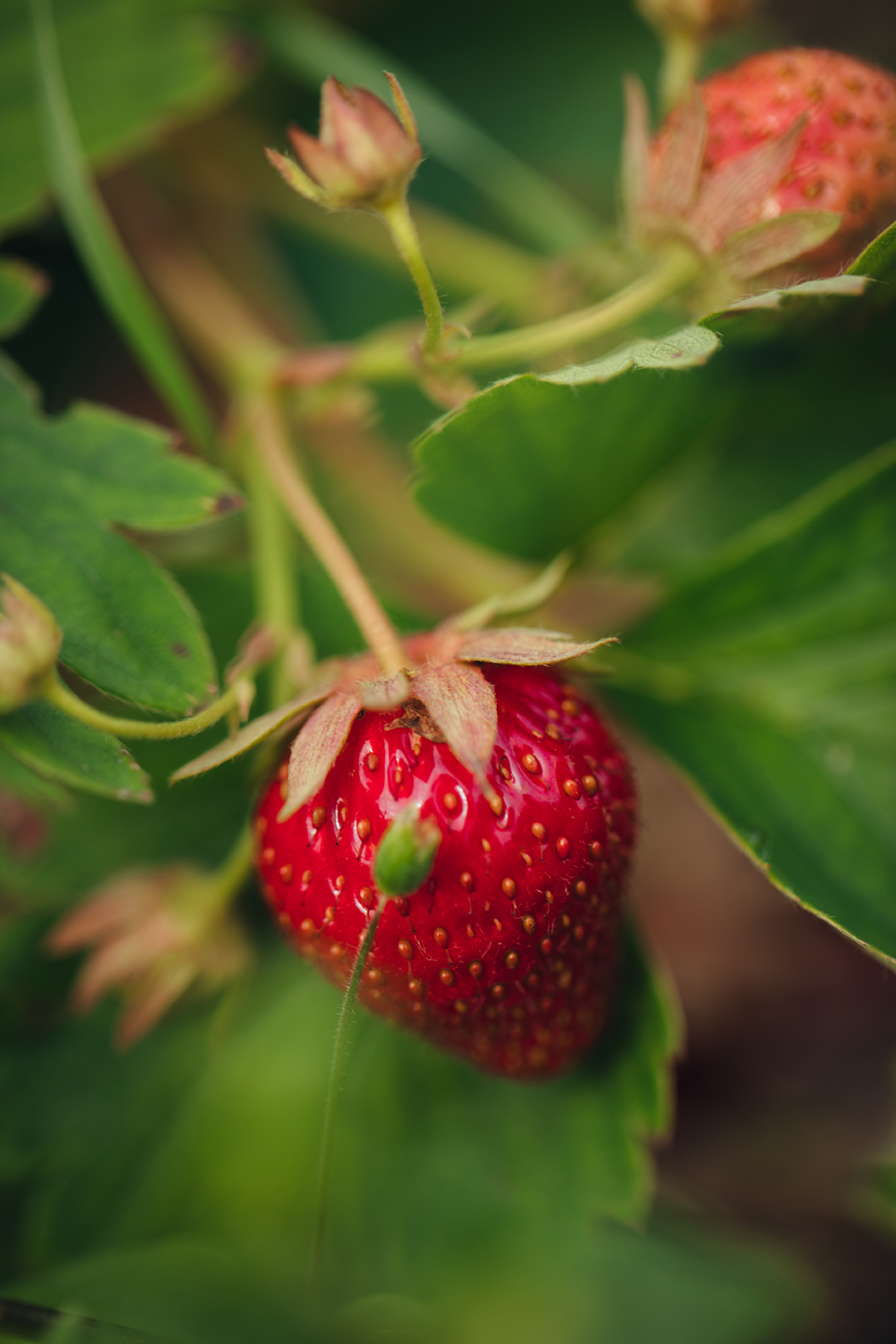 Een rijpe rode aardbei hangt aan een plant in De Ommuurde Tuin in Renkum. Rond de vrucht zijn groene blaadjes, kleine bloesems en onrijpe aardbeien zichtbaar, met een zachte groene achtergrond.