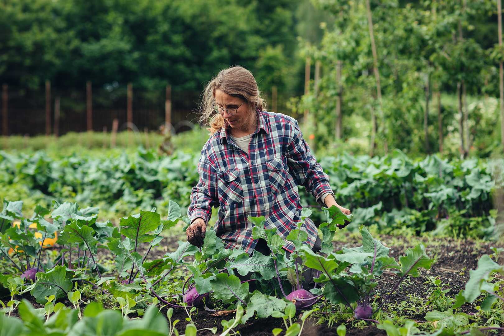 Tuinder Esther zit op haar knieën tussen lange rijen paarse koolrabi en groene bladgewassen en kijkt aandachtig naar de planten. Ze draagt een geruite blouse en heeft haar handen tussen het gewas. Op de achtergrond staan bomen en een houten afrastering. De foto is gemaakt op tuinderij De Ommuurde Tuin in Renkum.